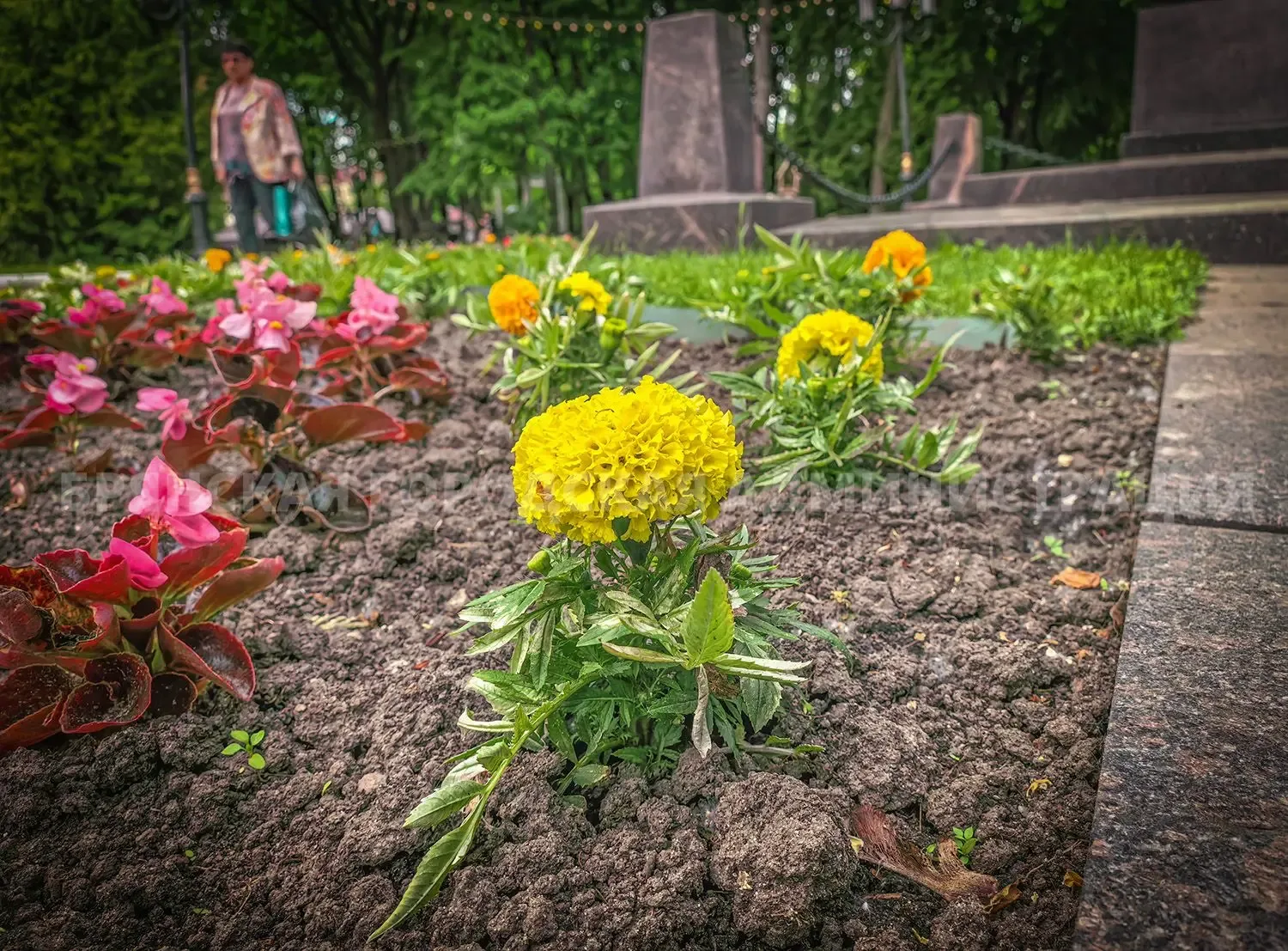 К середине июня Брянск украсят более 150 тысяч садовых цветов  В областном центре заканчивается сезо
