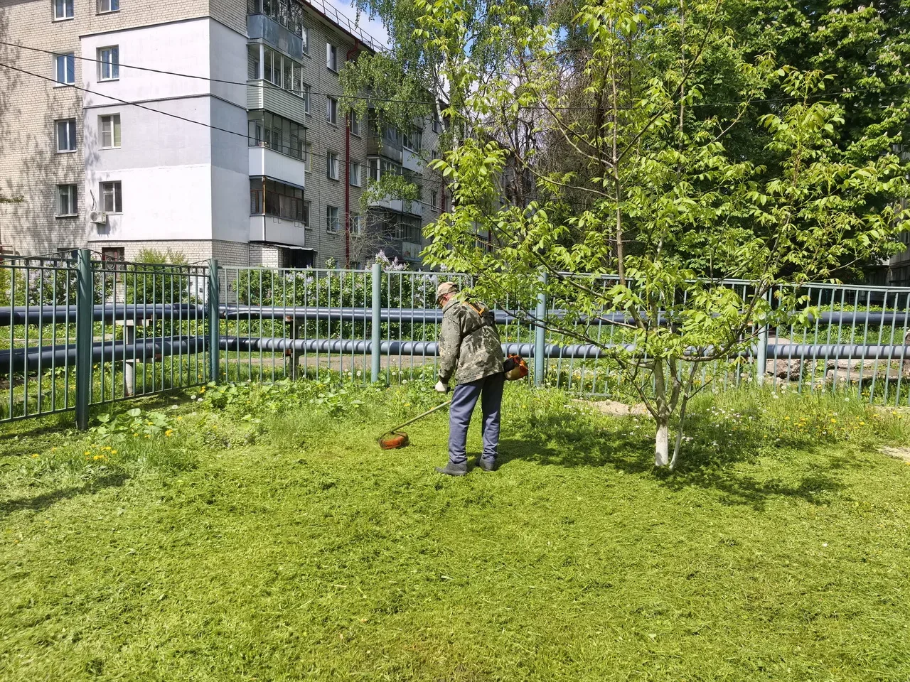 В Брянске начался сезон активных покосов  Несколько дождливых дней и последовавшее за ними потеплени