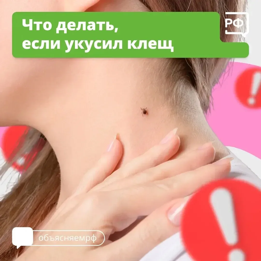 Вместе с клещом можно подцепить опасные болезни. Например, боррелиоз — он затрагивает кожу, сердце и