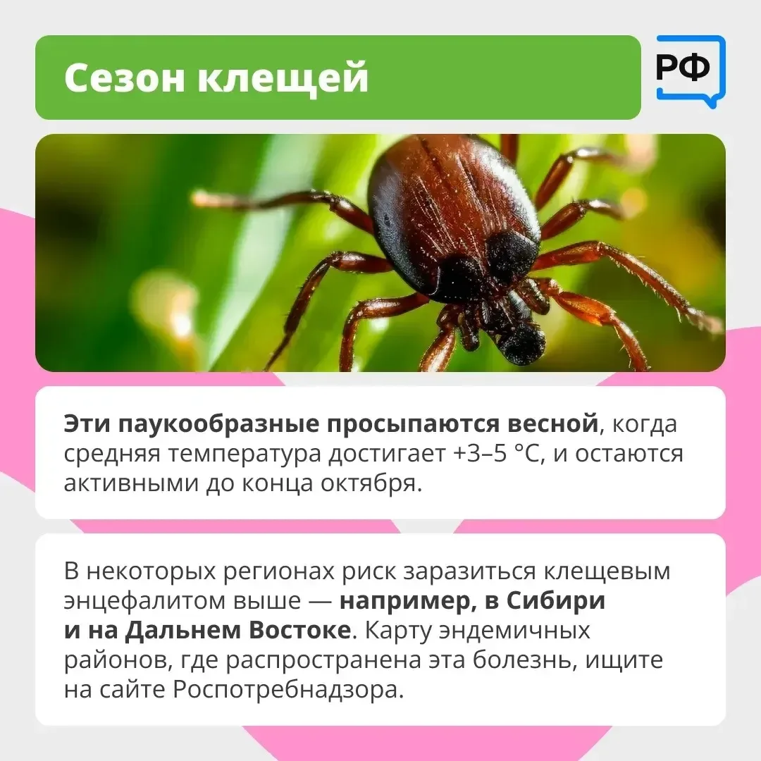 Вместе с клещом можно подцепить опасные болезни. Например, боррелиоз — он затрагивает кожу, сердце и
