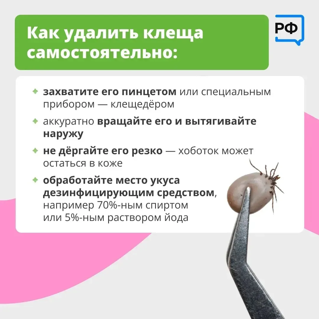 Вместе с клещом можно подцепить опасные болезни. Например, боррелиоз — он затрагивает кожу, сердце и