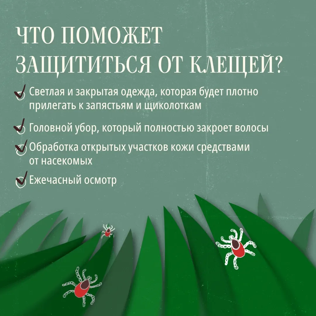 Весной начинается сезон активности клещей.  Их укусы могут привести к параличу, эпилепсии, атрофии м
