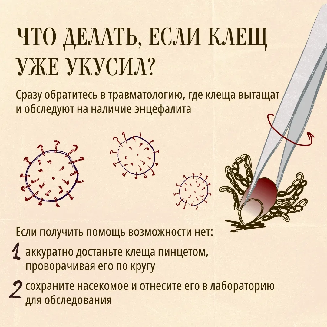 Весной начинается сезон активности клещей.  Их укусы могут привести к параличу, эпилепсии, атрофии м