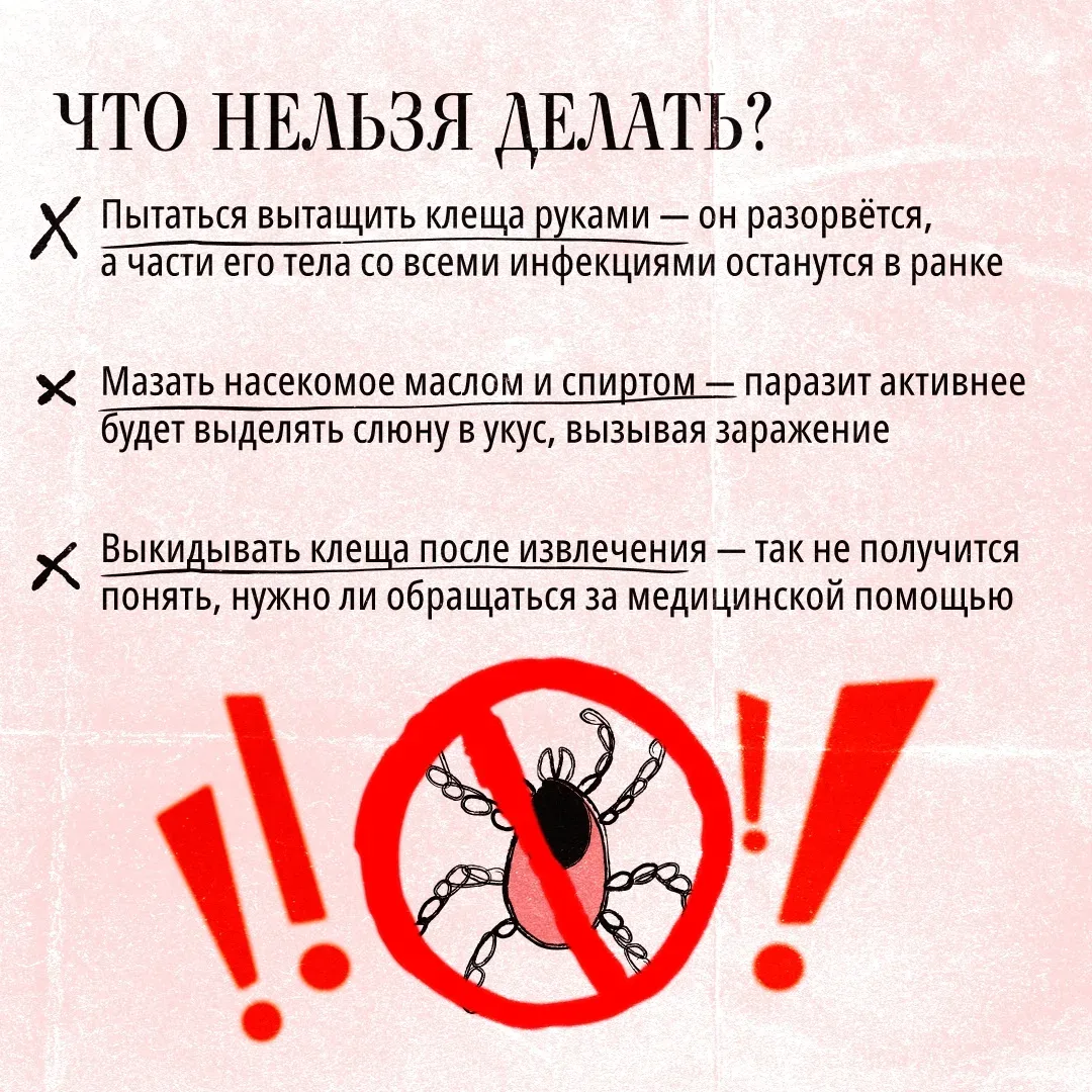 Весной начинается сезон активности клещей.  Их укусы могут привести к параличу, эпилепсии, атрофии м
