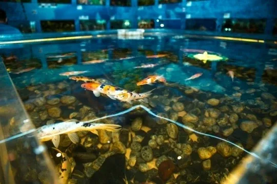 Рубрика «Люблю ЧЕ». Дом-Аквариум 🐟 В эпоху масштабных строек и индустриального подъёма начала 80‑х г