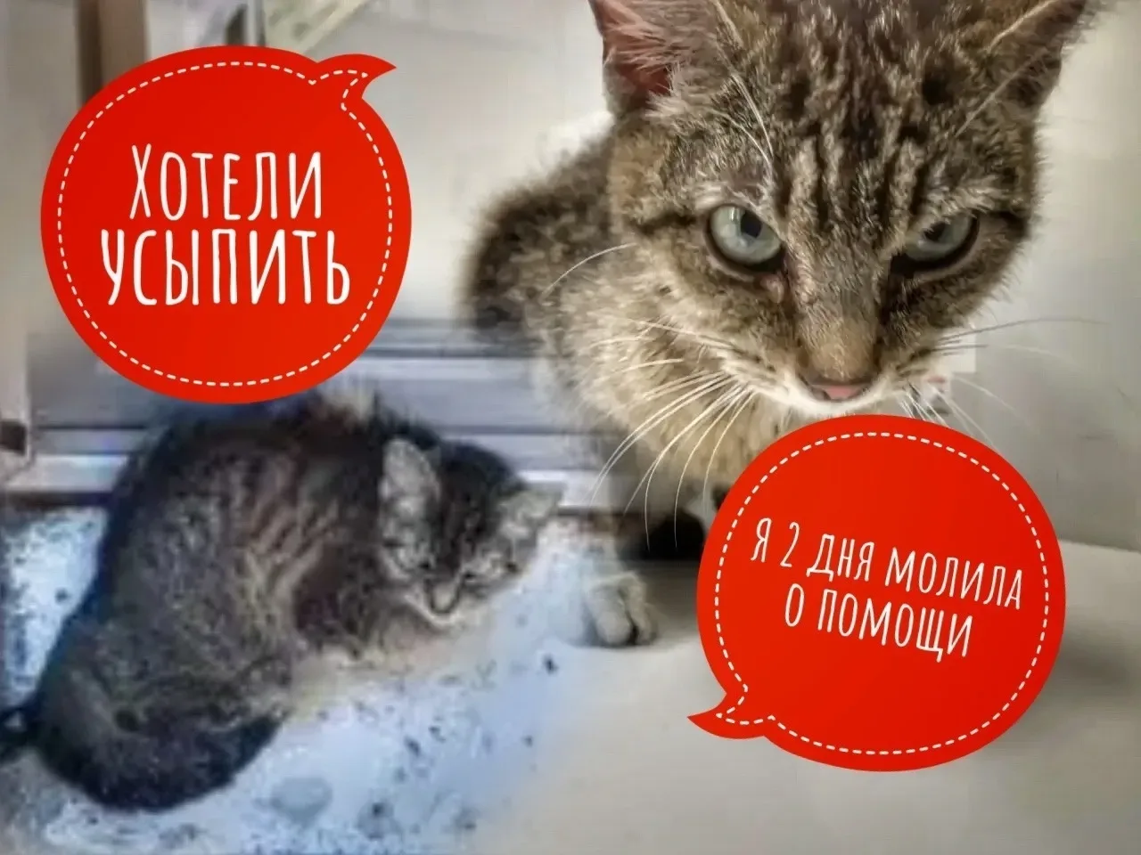 🆘💔 Частная клиника чуть не усыпила, а мы погрязли в МРТ, онко врачах и НЕ ХВАТКЕ КОРМА! 😭   Нам приш