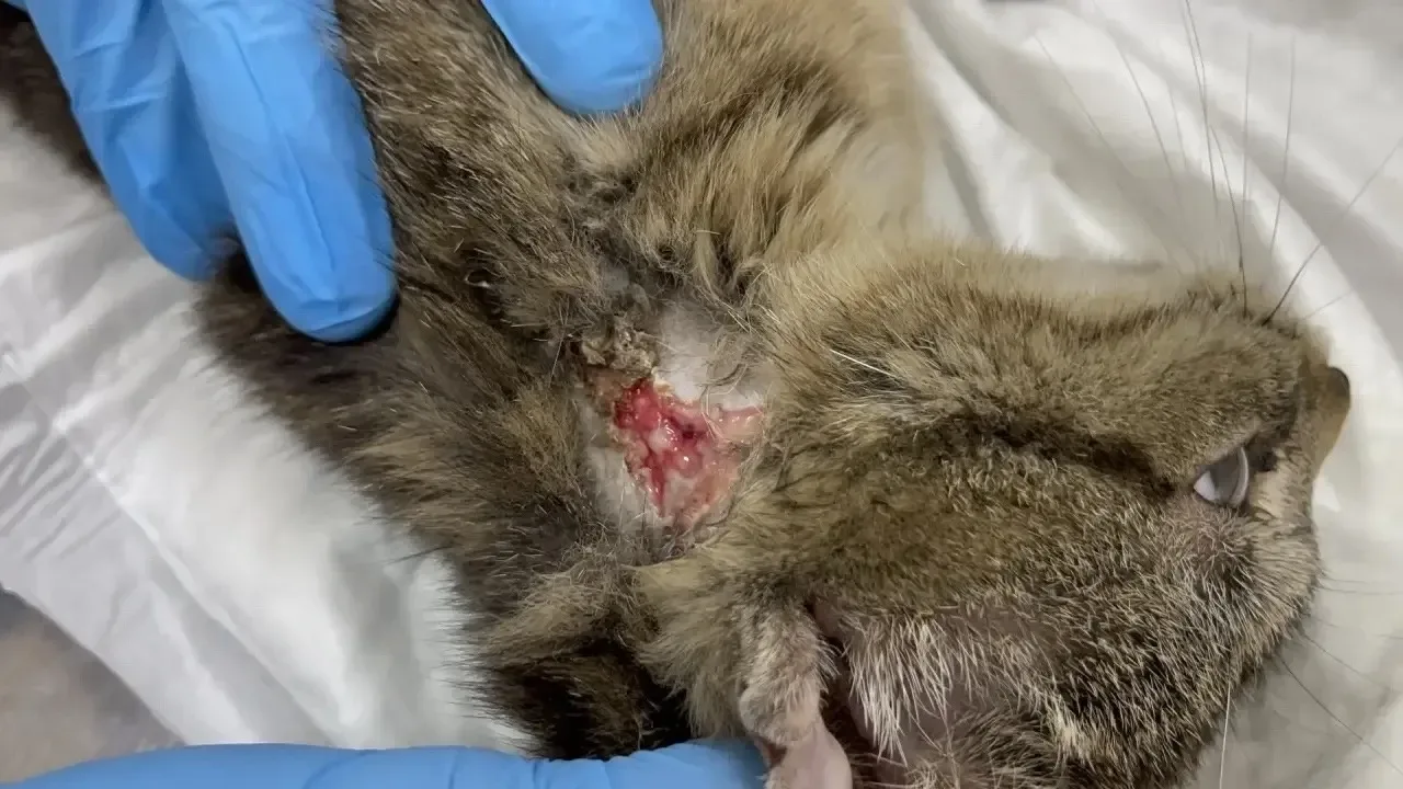 🆘💔 Частная клиника чуть не усыпила, а мы погрязли в МРТ, онко врачах и НЕ ХВАТКЕ КОРМА! 😭   Нам приш