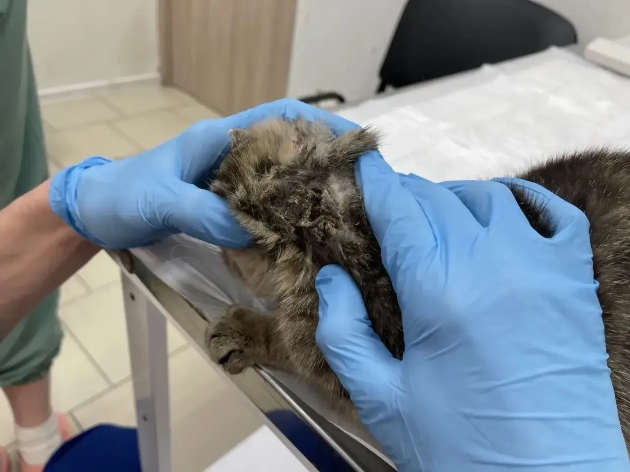 🆘💔 Частная клиника чуть не усыпила, а мы погрязли в МРТ, онко врачах и НЕ ХВАТКЕ КОРМА! 😭   Нам приш