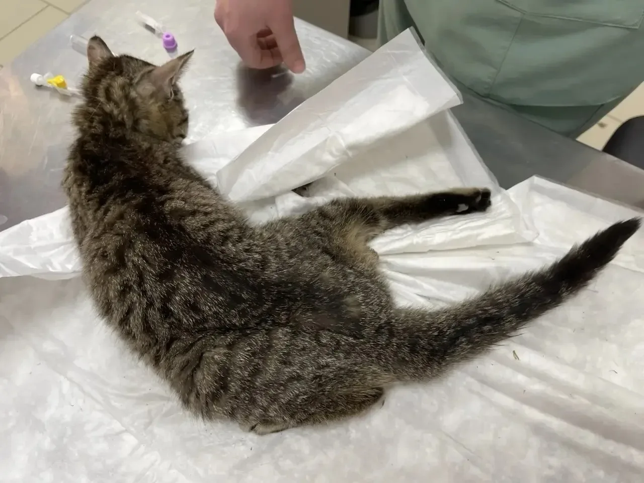 🆘💔 Частная клиника чуть не усыпила, а мы погрязли в МРТ, онко врачах и НЕ ХВАТКЕ КОРМА! 😭   Нам приш