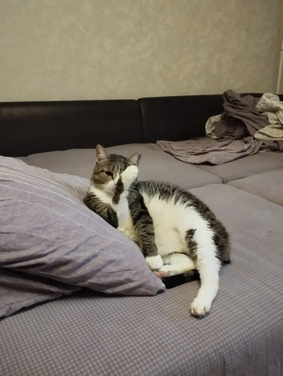 Хозяин подоконника и гроза котлет! 😅❤ Свежие новости от Юстаса!  Друзья, готовьтесь к порции новосте