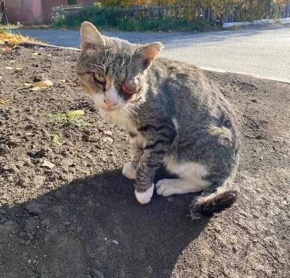 Хозяин подоконника и гроза котлет! 😅❤ Свежие новости от Юстаса!  Друзья, готовьтесь к порции новосте