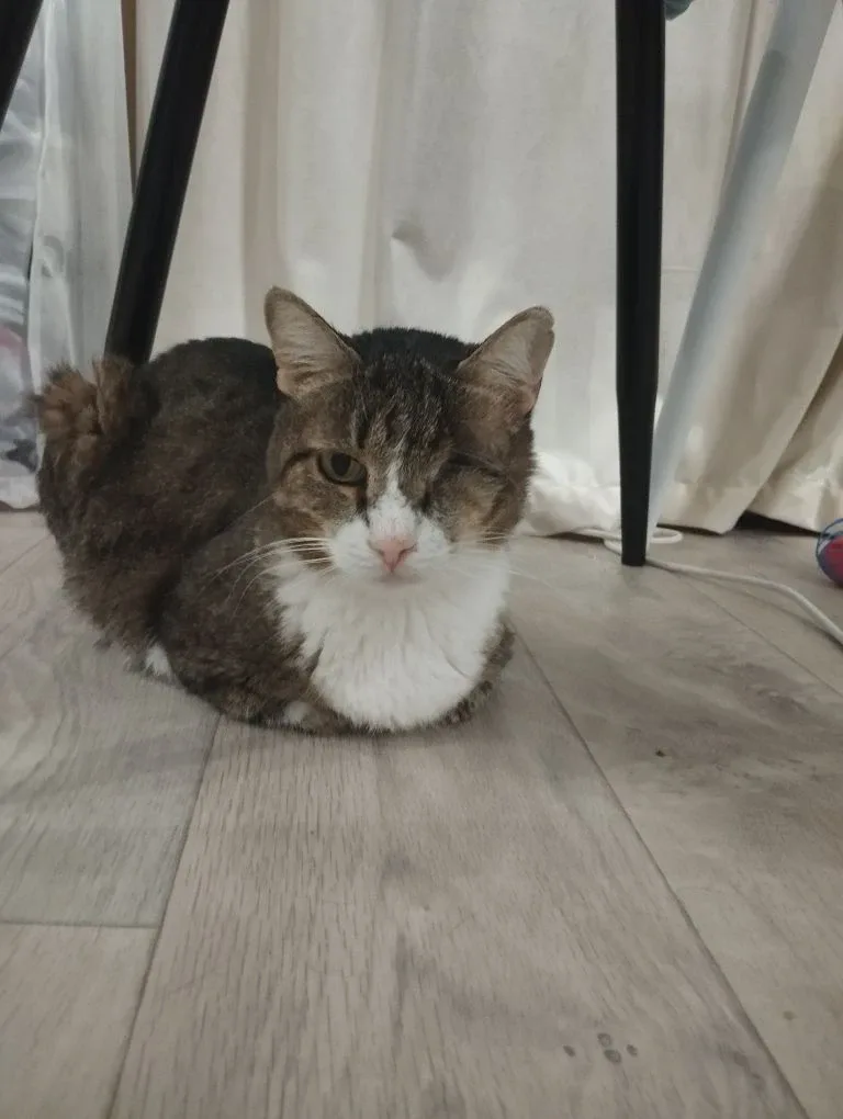 Хозяин подоконника и гроза котлет! 😅❤ Свежие новости от Юстаса!  Друзья, готовьтесь к порции новосте