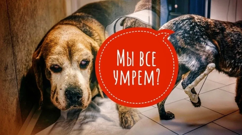 🆘 ПЛАТИТЬ НЕЧЕМ! ЛЕЧИТЬ НЕЧЕМ! КОРМИТЬ И ТО - НЕЧЕМ! 🆘 Помогите несчастным в хосписе ВЫЖИТЬ!  Даже п