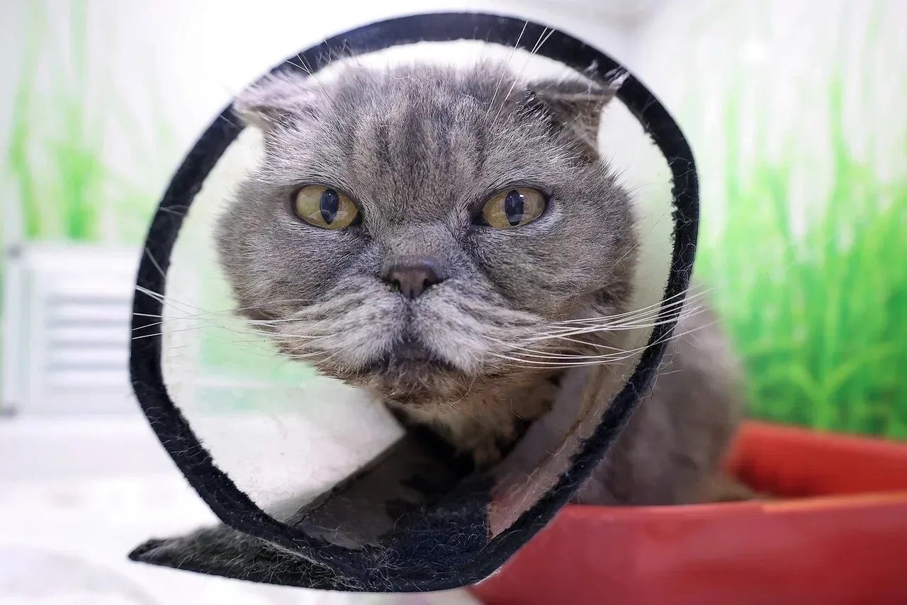 🆘 ПЛАТИТЬ НЕЧЕМ! ЛЕЧИТЬ НЕЧЕМ! КОРМИТЬ И ТО - НЕЧЕМ! 🆘 Помогите несчастным в хосписе ВЫЖИТЬ!  Даже п