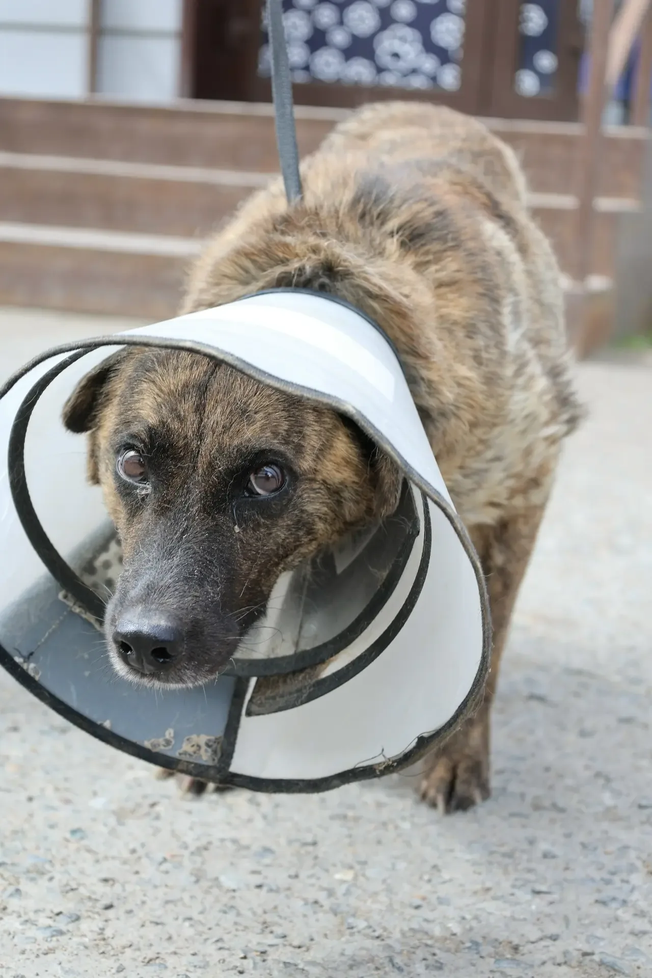 🆘 ПЛАТИТЬ НЕЧЕМ! ЛЕЧИТЬ НЕЧЕМ! КОРМИТЬ И ТО - НЕЧЕМ! 🆘 Помогите несчастным в хосписе ВЫЖИТЬ!  Даже п