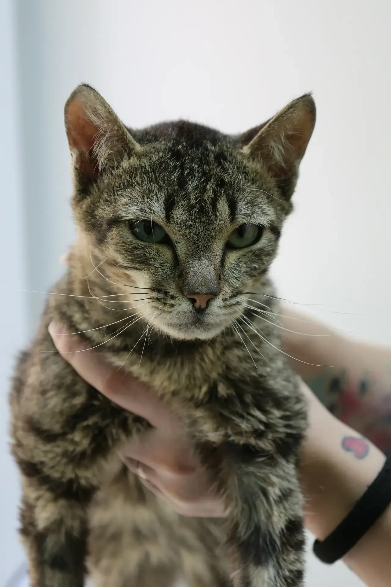 🆘 ПЛАТИТЬ НЕЧЕМ! ЛЕЧИТЬ НЕЧЕМ! КОРМИТЬ И ТО - НЕЧЕМ! 🆘 Помогите несчастным в хосписе ВЫЖИТЬ!  Даже п