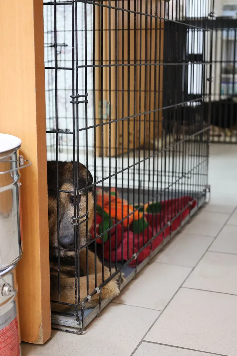 🆘 ПЛАТИТЬ НЕЧЕМ! ЛЕЧИТЬ НЕЧЕМ! КОРМИТЬ И ТО - НЕЧЕМ! 🆘 Помогите несчастным в хосписе ВЫЖИТЬ!  Даже п