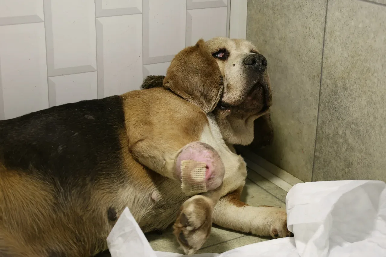 🆘 ПЛАТИТЬ НЕЧЕМ! ЛЕЧИТЬ НЕЧЕМ! КОРМИТЬ И ТО - НЕЧЕМ! 🆘 Помогите несчастным в хосписе ВЫЖИТЬ!  Даже п