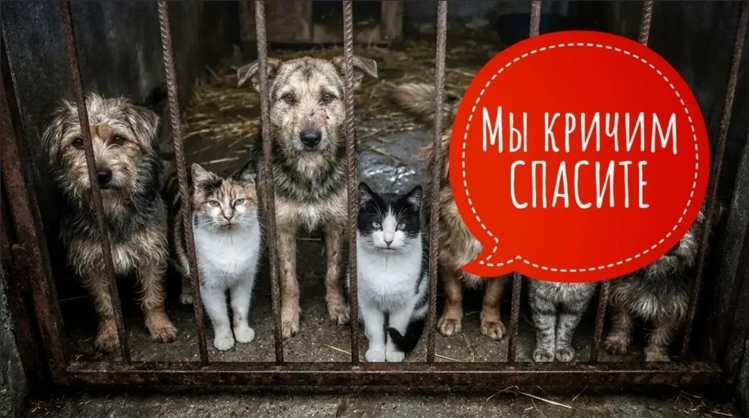 🆘 Мы кричим, как можем: СПАСИТЕ! Но всё чаще остаёмся не услышанными... Совсем тяжко ХОСПИСУ! 💔  Объ