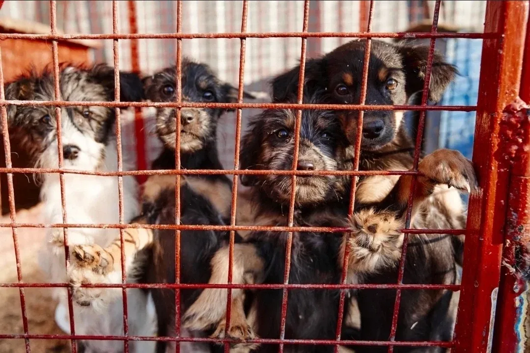 🆘 Мы кричим, как можем: СПАСИТЕ! Но всё чаще остаёмся не услышанными... Совсем тяжко ХОСПИСУ! 💔  Объ