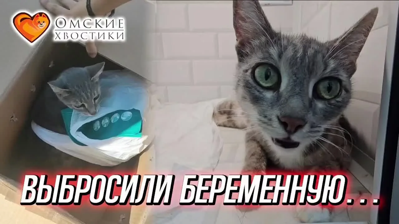 🎉 НАКОНЕЦ-ТО ДОМА! Второй шанс для Лича оказался счастливым!  Друзья, сегодня день, когда хочется ве