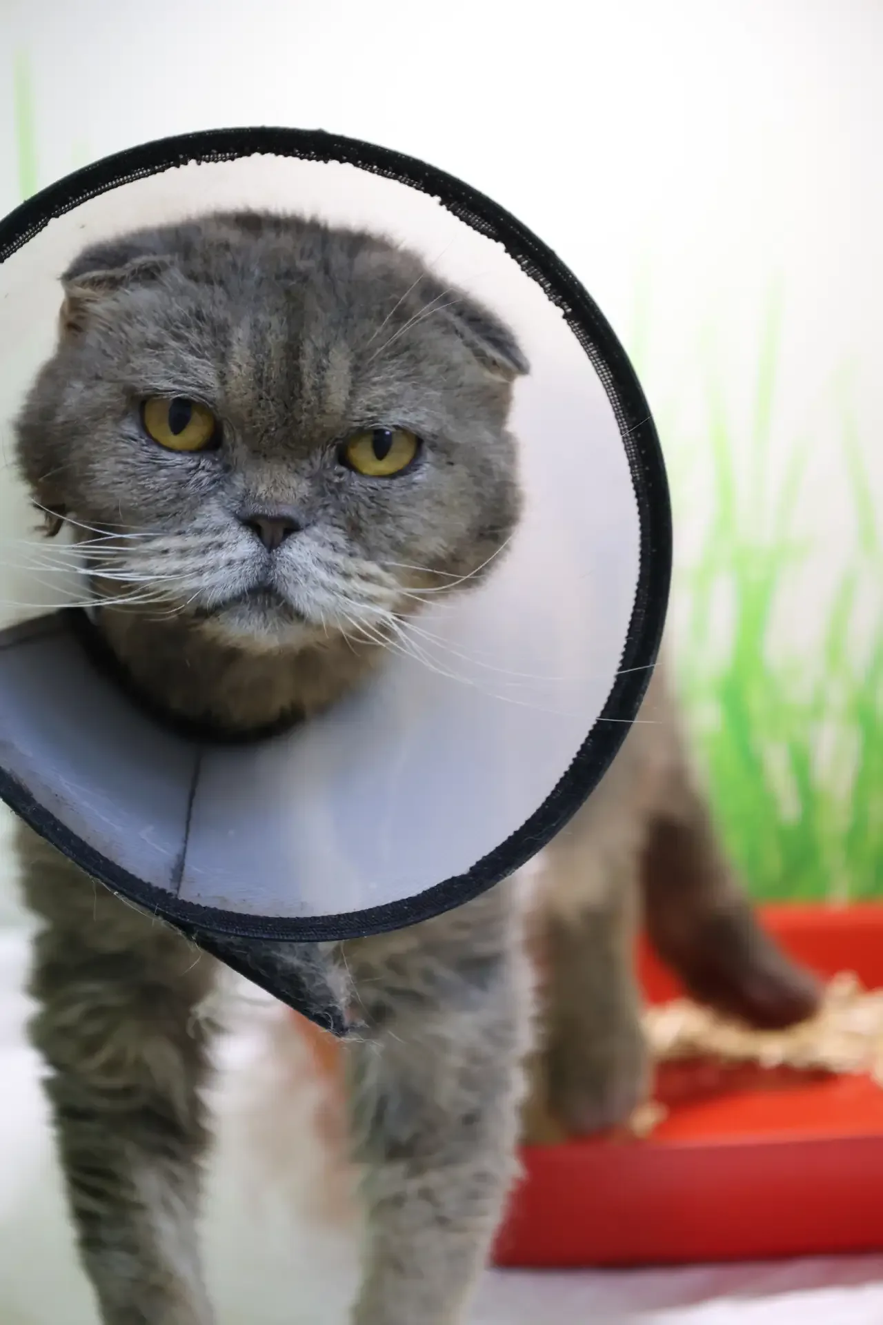 😥 Измученный улицей, с проблемными почками и сильнейшим кожным зудом... Первые победы в борьбе с нев