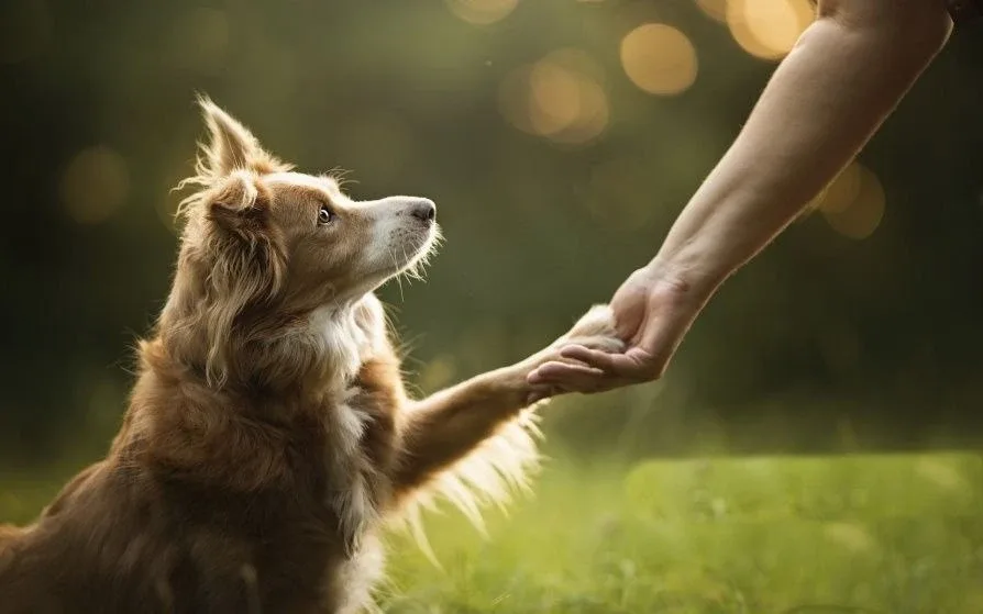 🐶В субботу в парке «Южный» пройдет замечательный праздник — «Другфест»  📆 16 мая  12:00 📍 Калинингра