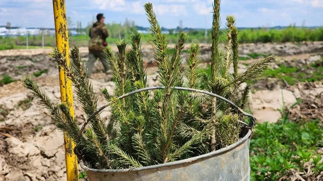 На территории Сходненского участкового лесничества развернулась центральная площадка региона, где ле