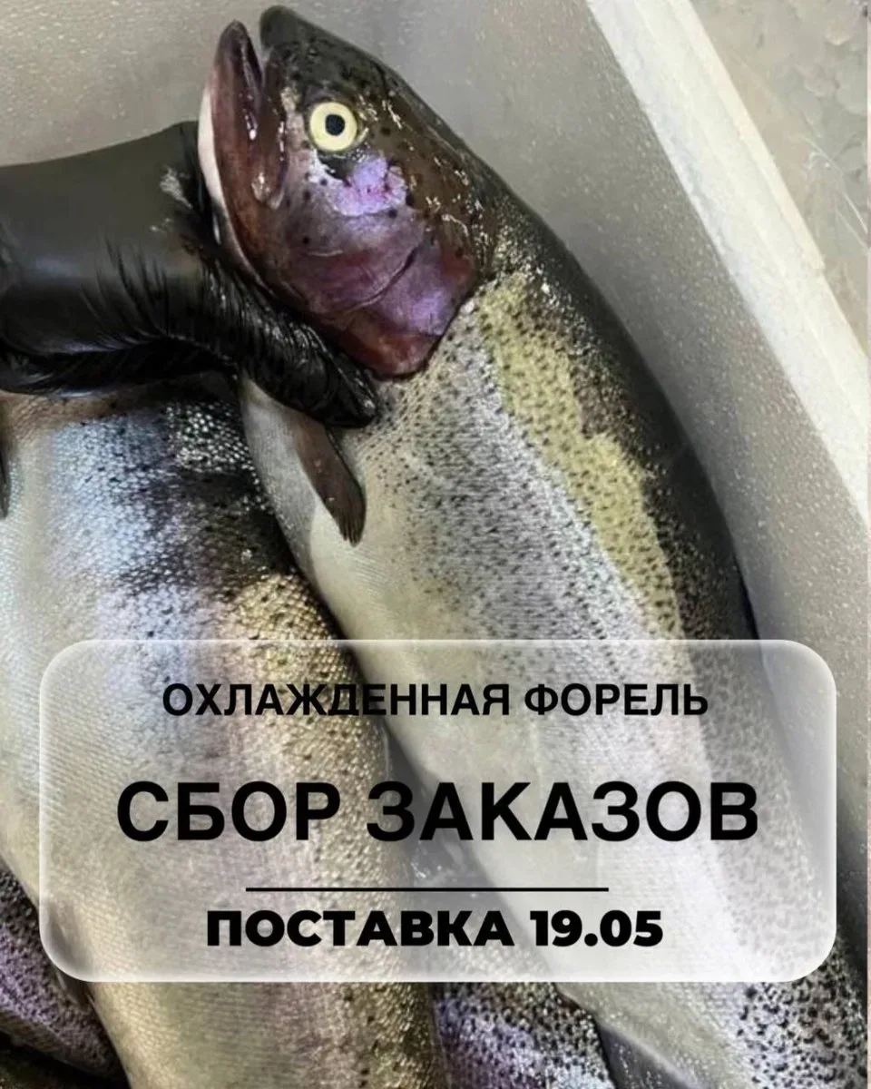 🤗Открываем сбор заказов на охлаждённую форель из Хакасии!  🐟Сбор заказов 10 - 14 мая  🐟Дата поставки
