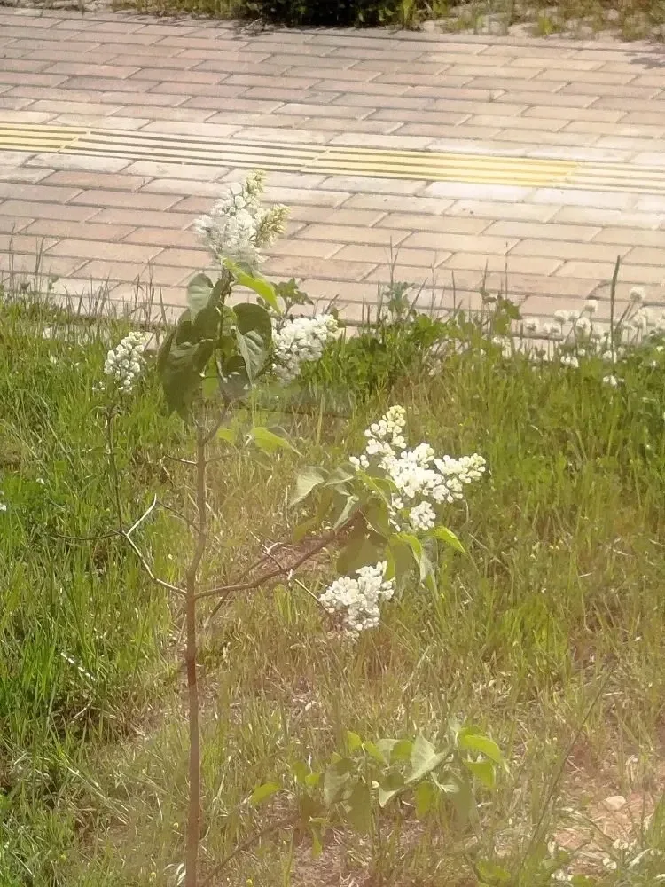 Сегодня благодатный день,  Не просто новый.  Сегодня расцвела сирень у нашей школы... На красоту тво