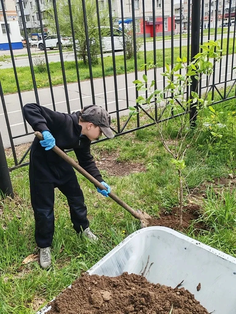 🌿 «Нить поколений»: как сирень объединяет лицей  В нашем лицее прошла трогательная экологическая акц