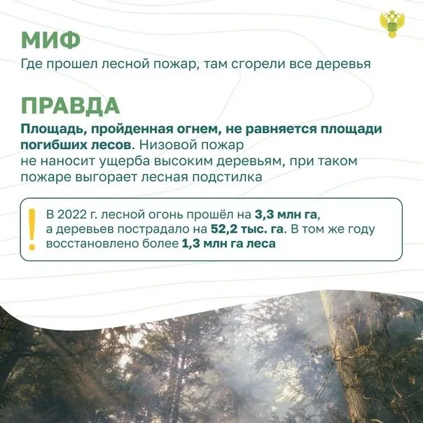 ✅Миф и правда. Заблуждения о лесных пожарах
