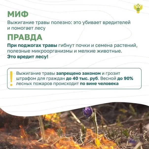 ✅Миф и правда. Заблуждения о лесных пожарах