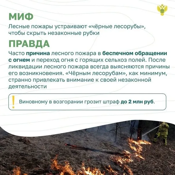 ✅Миф и правда. Заблуждения о лесных пожарах