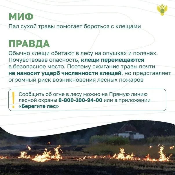 ✅Миф и правда. Заблуждения о лесных пожарах
