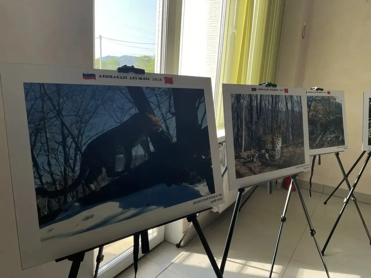 Российско-китайская выставка «Леопарды дружбы» открылась на «Земле леопарда» сегодня, в день образов