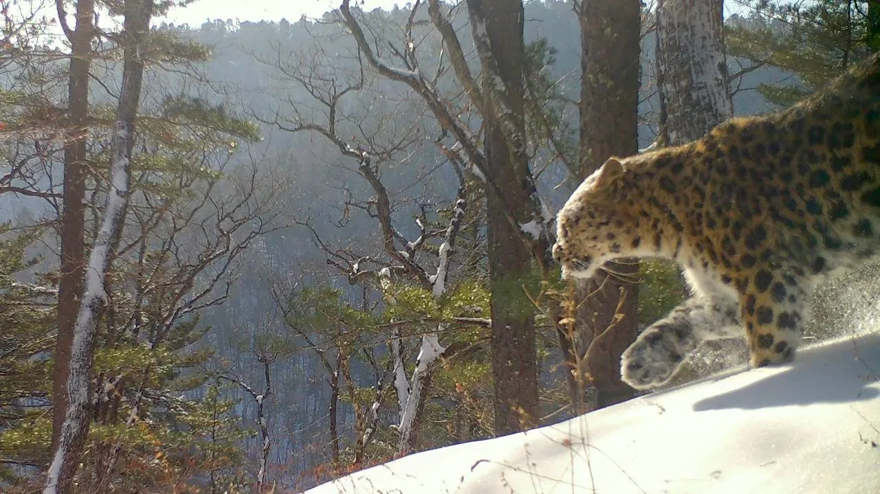 Пятнистое очарование — красавица Leo 209F 🐆  За жизнью красавицы мы наблюдаем с самого детства, её м