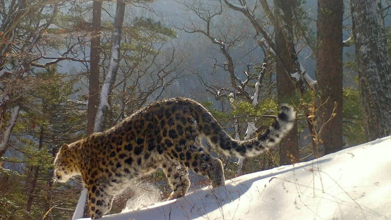 Пятнистое очарование — красавица Leo 209F 🐆  За жизнью красавицы мы наблюдаем с самого детства, её м