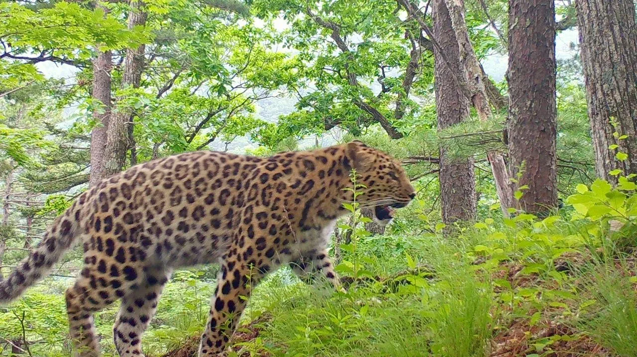 Пятнистое очарование — красавица Leo 209F 🐆  За жизнью красавицы мы наблюдаем с самого детства, её м