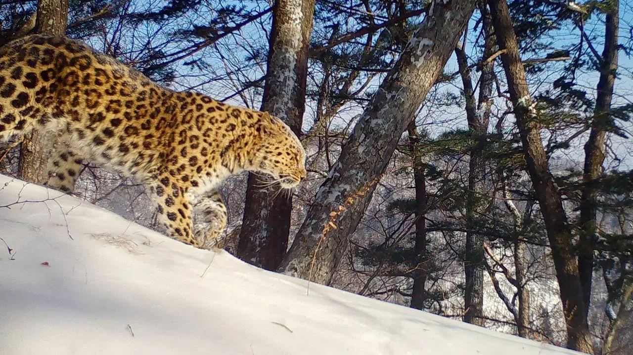 Пятнистое очарование — красавица Leo 209F 🐆  За жизнью красавицы мы наблюдаем с самого детства, её м