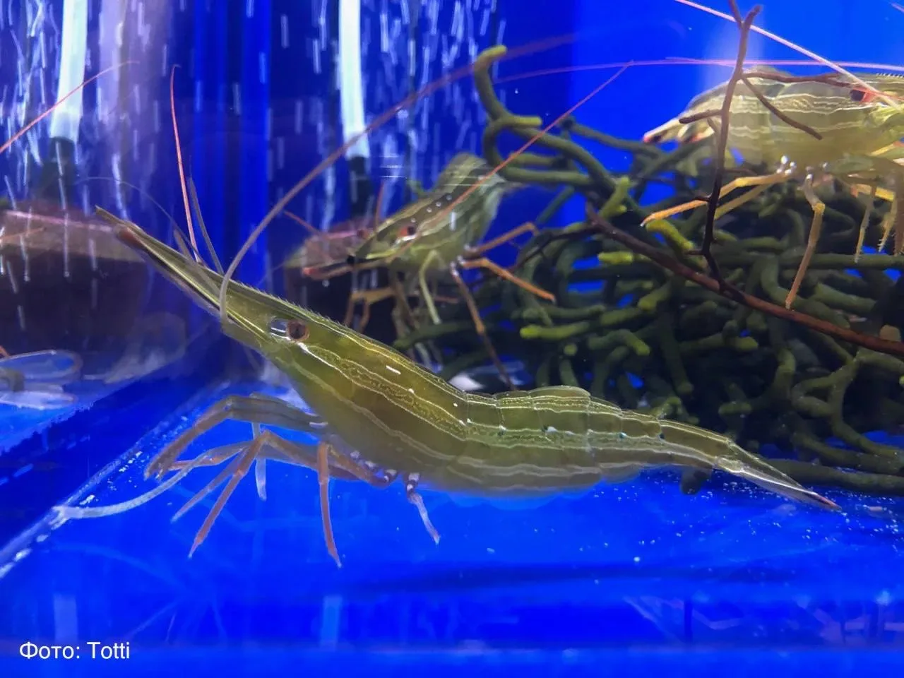 Креветка, которая меняет пол в течение жизни 🦐  В акватории Дальневосточного морского заповедника (п