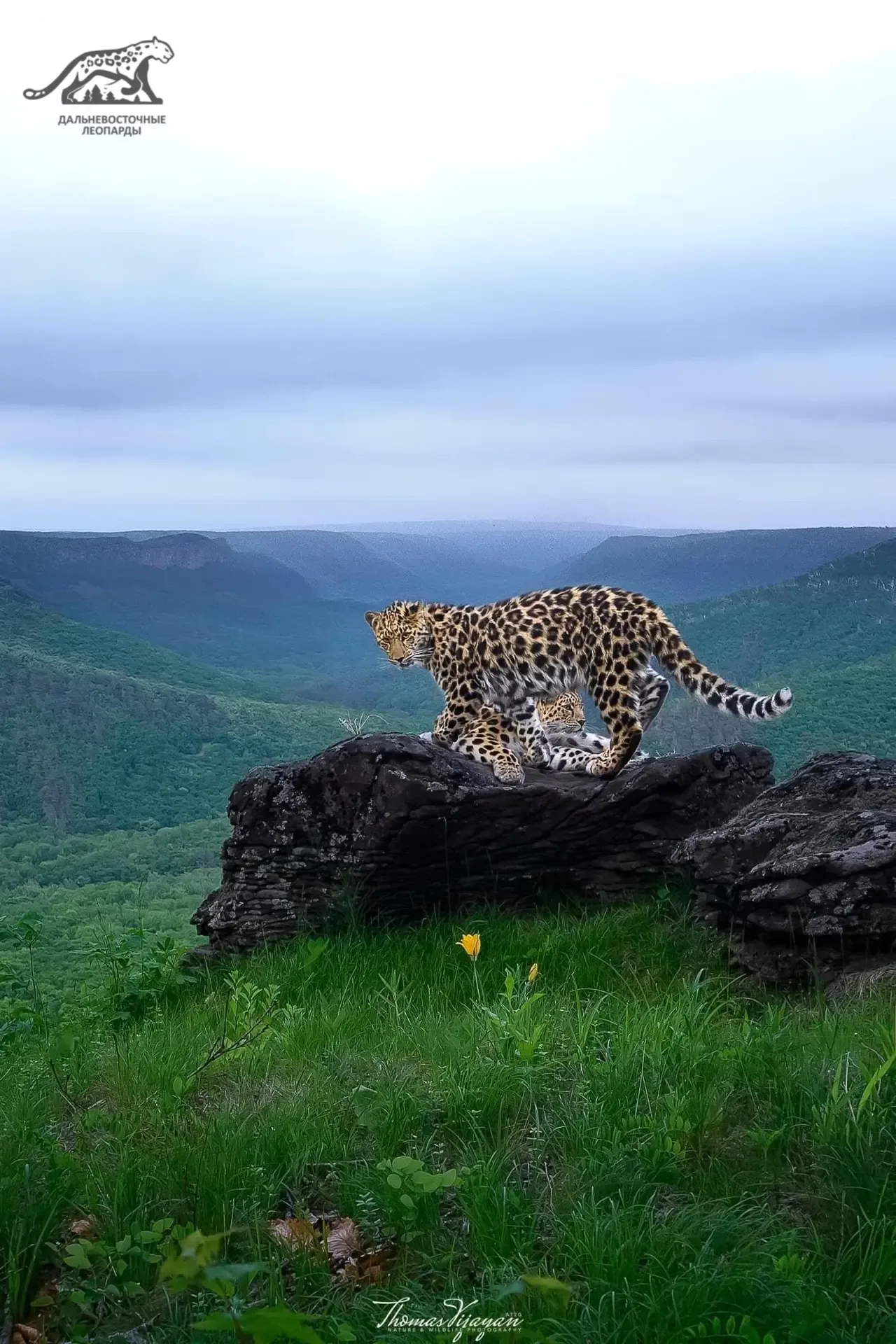 15 лет назад у редчайшей кошки планеты появился сильный союзник 🐆  В 2026 году АНО «Дальневосточные 