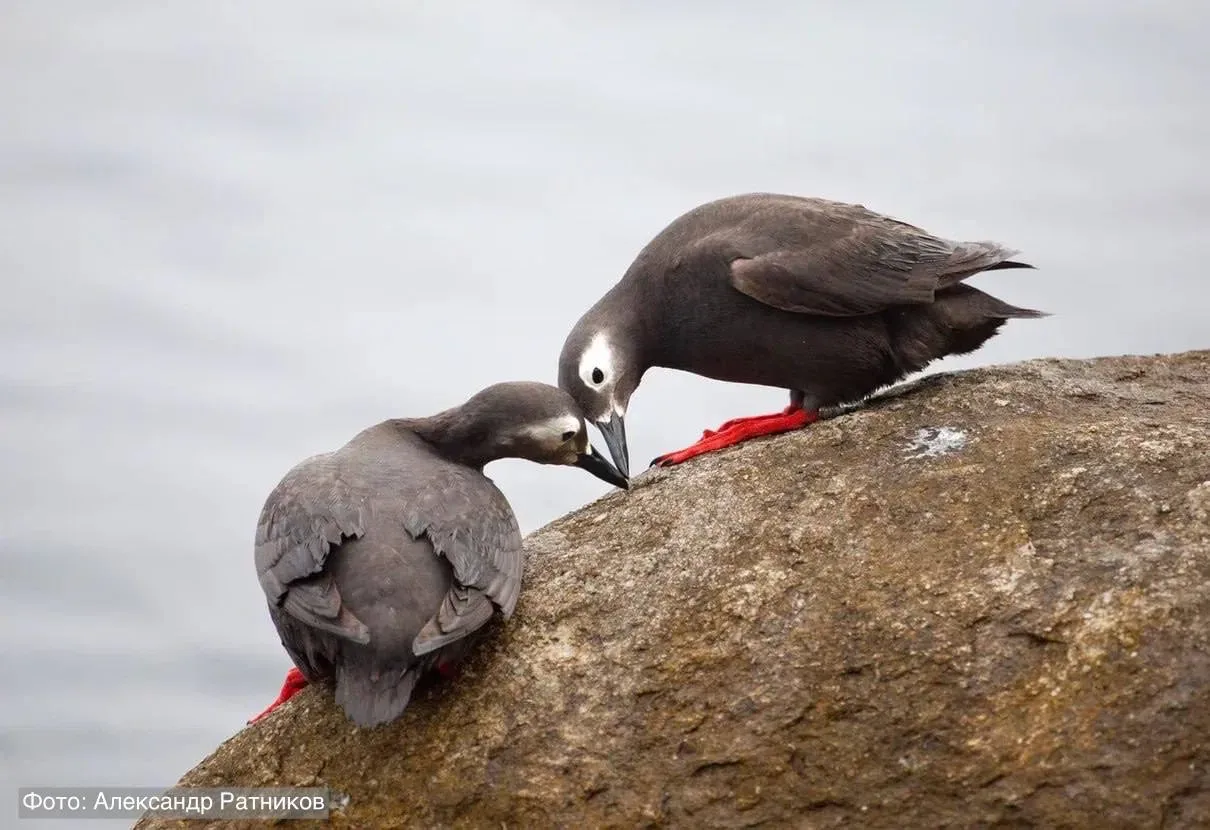 Сегодня нелётный день — мы пообедали 🐦‍⬛  Знакомьтесь, перед вами очковый чистик — морская птица, ко
