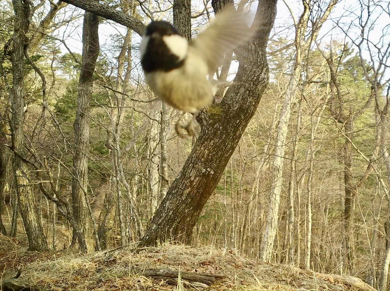 Пернатое селфи 🐦  Гаичка — птичка занятая, но даже она нашла время передать вам всем привет!   Гаичк