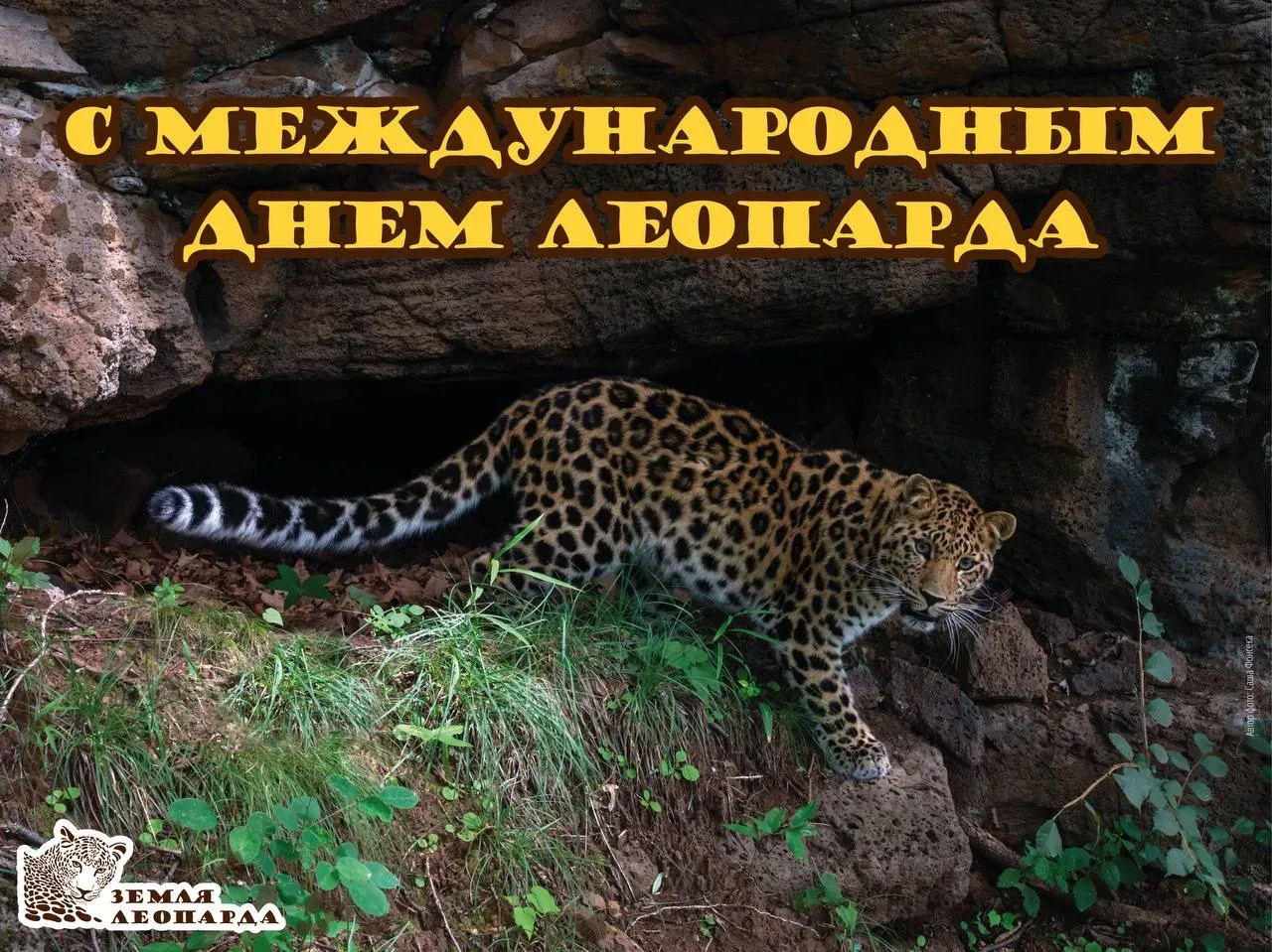 🐆С Международным днём леопарда!   В мире существует более восьми подвидов пятнистой кошки, но только