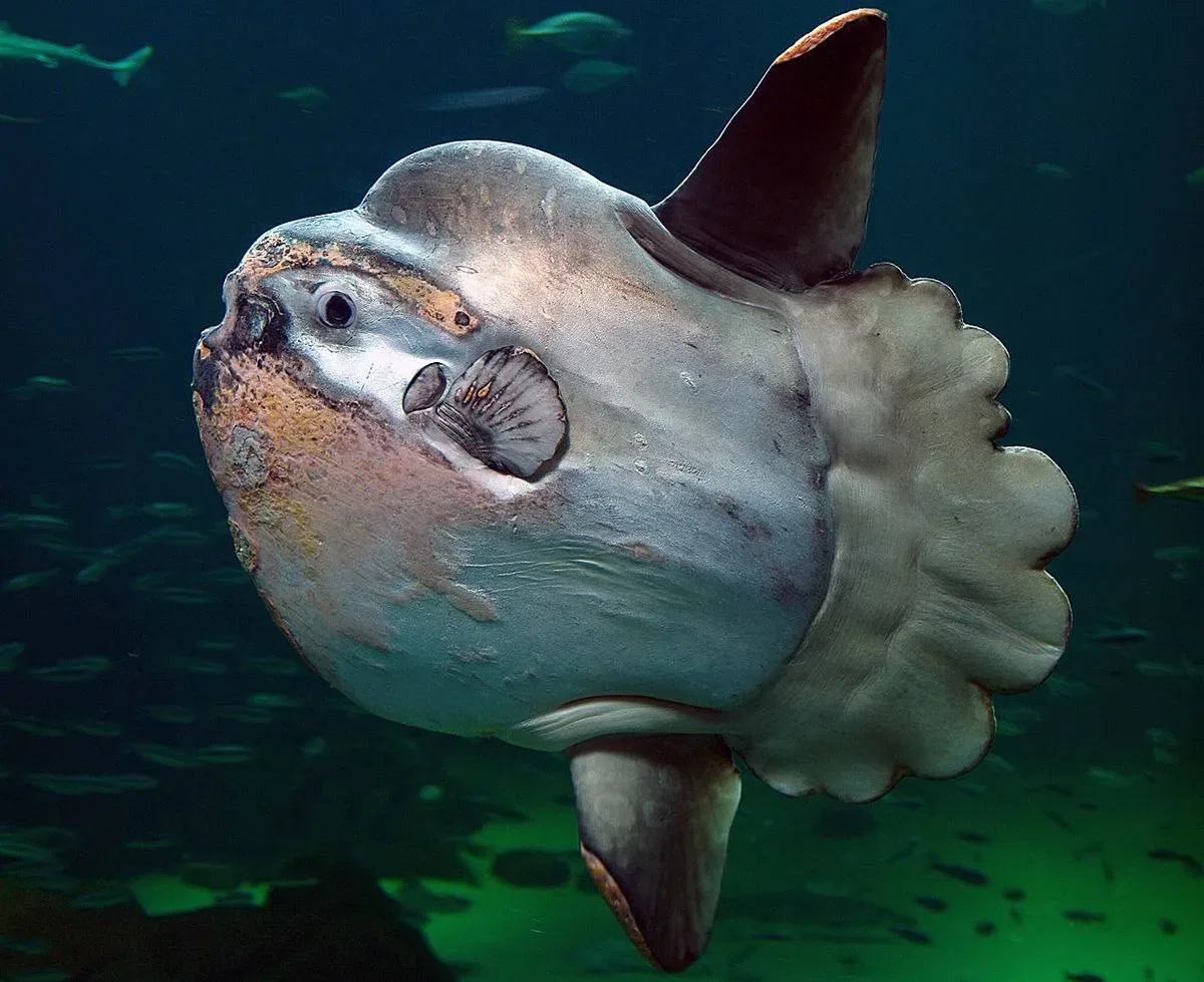 Рыба, которая никогда не останавливается 🐟  Рыба-луна — экзотический гость вод Дальневосточного морс