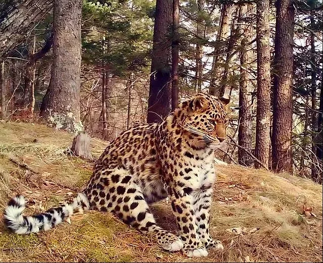 🐾 Это — Приморский край. Здесь — материнская популяция одного из самых редких животных планеты. Пятн