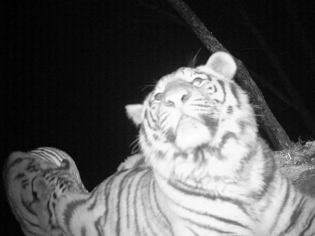 Нишевая фотосессия амурских тигров, вы готовы к этому? 🐯   Одна из фотоловушек нацпарка засняла сраз