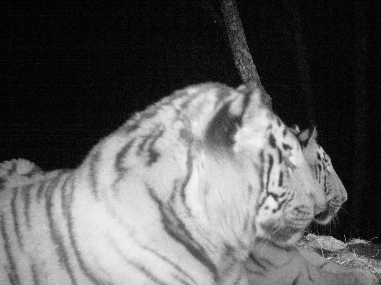 Нишевая фотосессия амурских тигров, вы готовы к этому? 🐯   Одна из фотоловушек нацпарка засняла сраз
