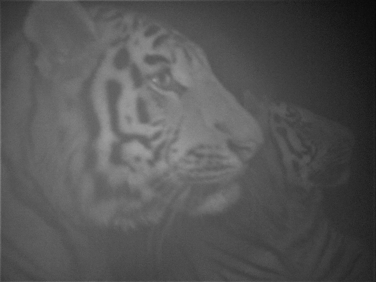 Нишевая фотосессия амурских тигров, вы готовы к этому? 🐯   Одна из фотоловушек нацпарка засняла сраз